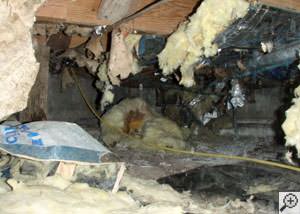 A messy crawl space filled with rotting insulation and debris in Hope.
