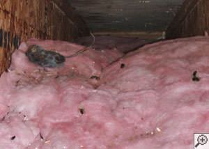 A dead mouse and its feces in a batt of fiberglass insulation in a crawl space in Vancouver.