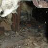 A dirt crawl space with water-soaked fiberglass insulation in Harrison Hot Springs.
