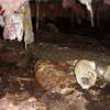 Mold, flooding water, mildew, and rot in a crawl space environment in Agassiz.