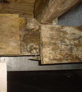 Extensive basement rot found in Langley by Basement Systems Vancouver