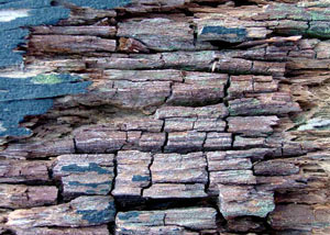 Dry rot damaging wood in Port Moody