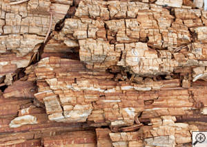 Dry rot damage on wood in Richmond