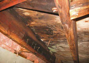 Extensive crawl space rot damage growing in Hatzic