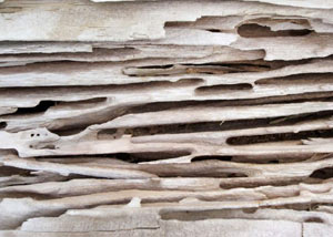 Carpenter ant tunnels and galleries in structural wood in a Hatzic home