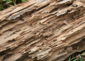 Termite-damaged wood showing rotting galleries outside of a Richmond home