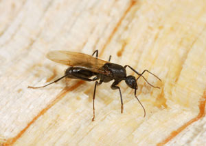 Closeup of a carpenter ant breeder in Abbotsford