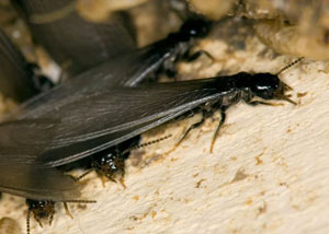 Closeup view of a termite new queen breeder in Hope