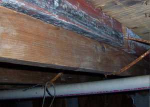 Rotting, decaying wood from mold damage in Cultus Lake