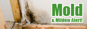 Home mold in Ladner