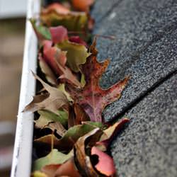 Clogged gutters filled with fall leaves  in Becarra