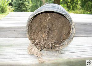 clogged french drain found in Dewdney, British Columbia